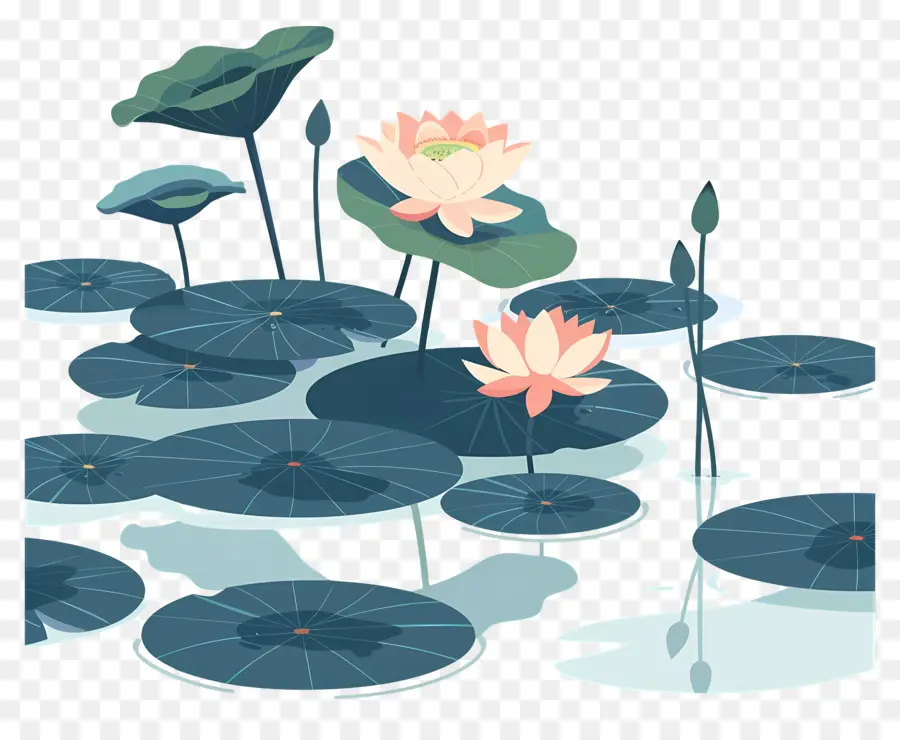 étang De Lotus，Des Fleurs De Lotus PNG