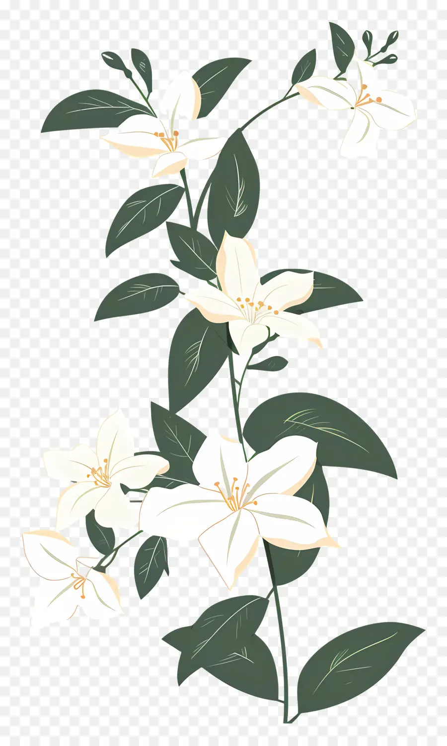 Guirlande De Jasmin，Fleurs De Jasmin Blanc PNG