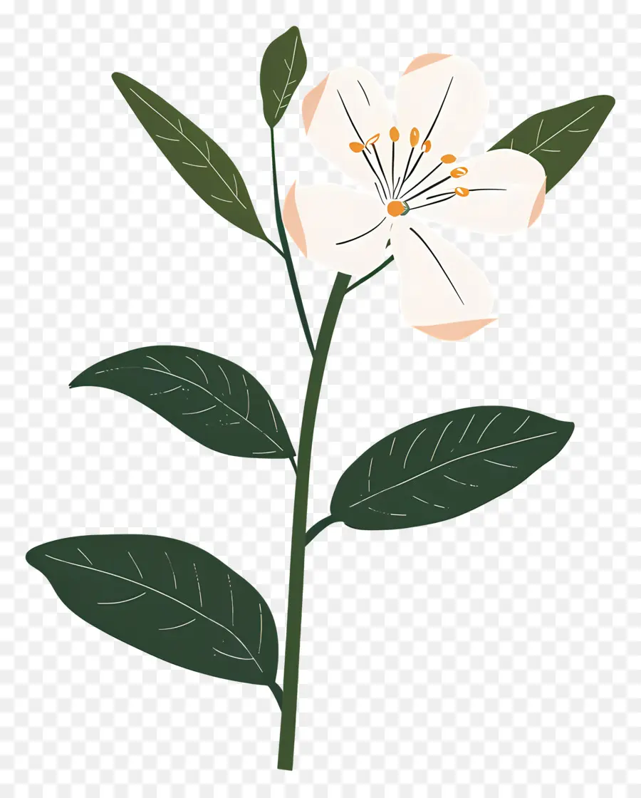 Fleur De Jasmin，Fleur PNG