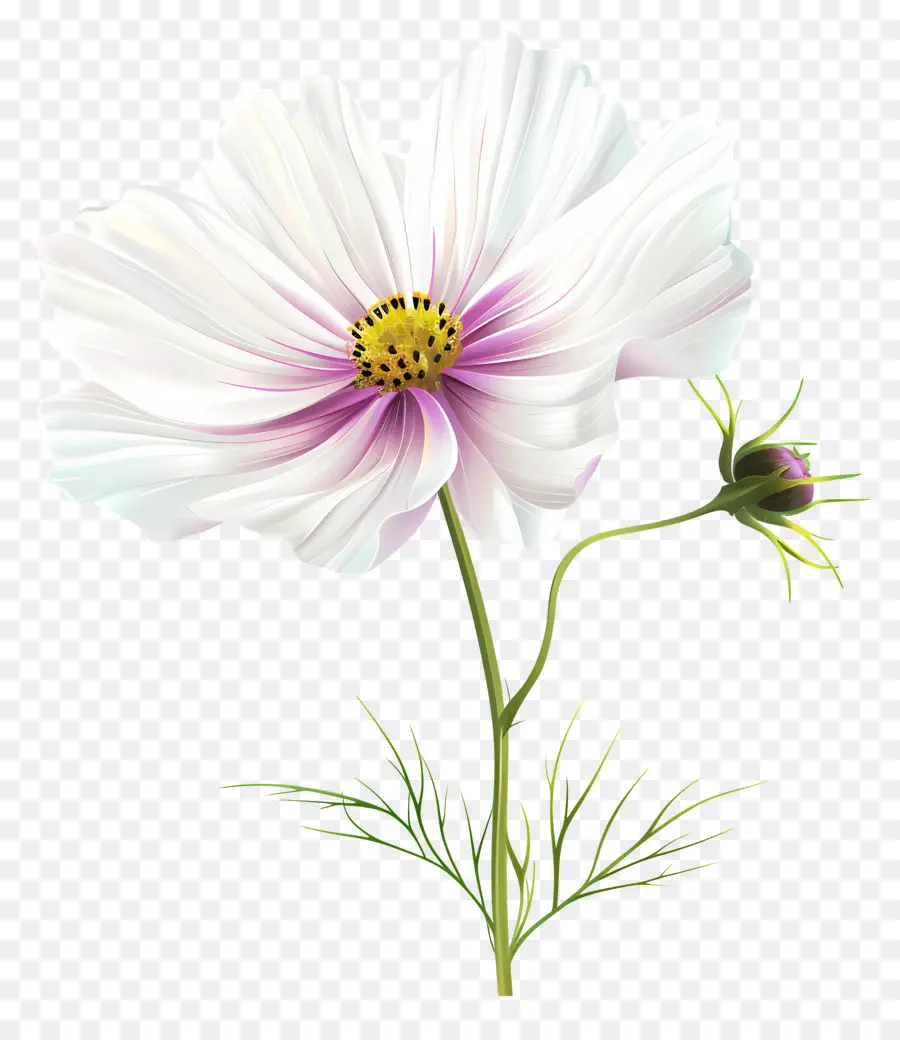 Fleur De Cosmos，Fleur PNG