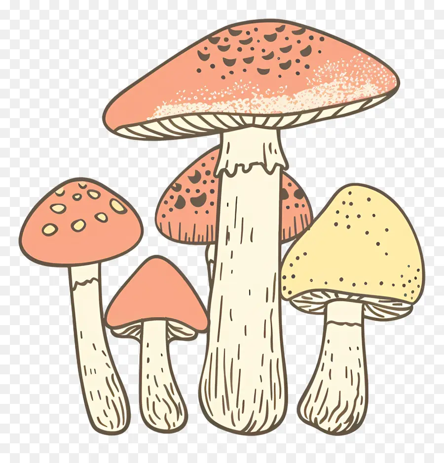 Champignon Bolet，Champignons PNG