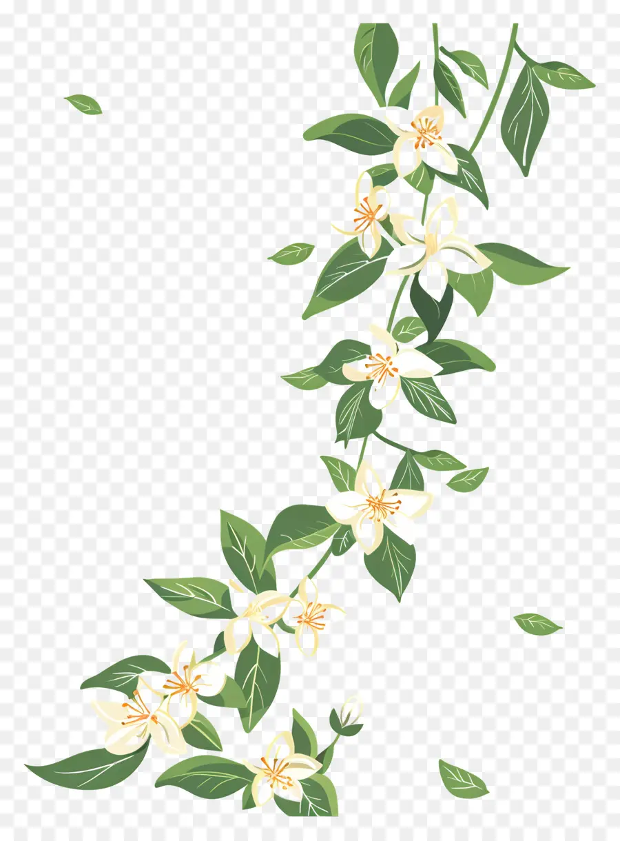 Guirlande De Jasmin，Fleurs Blanches PNG