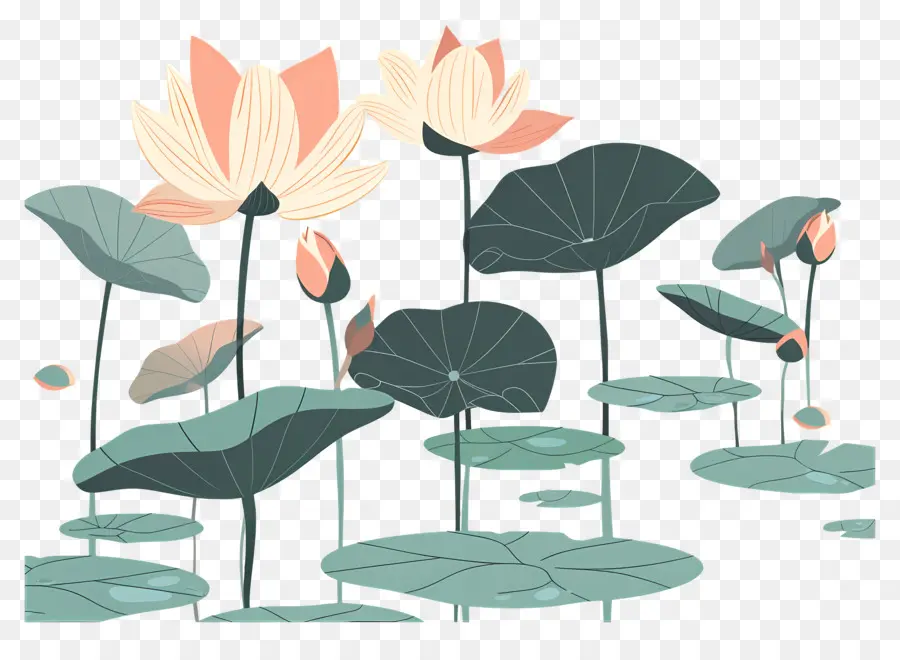 étang De Lotus，Des Fleurs De Lotus PNG