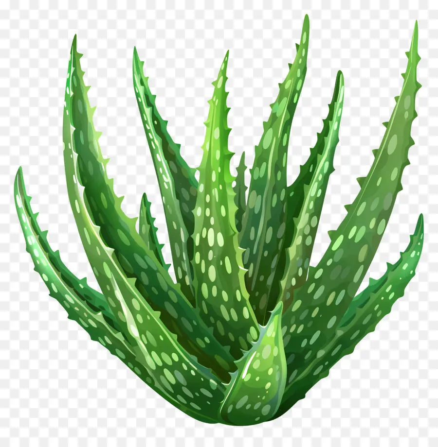 L'aloe Vera，Aloe Vera PNG