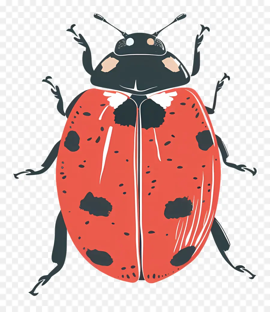 Coccinelle，Les Insectes PNG