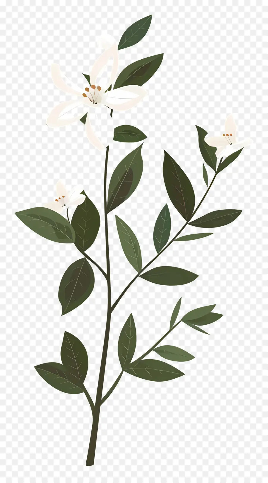 Fleur De Jasmin，Fleur Blanche PNG