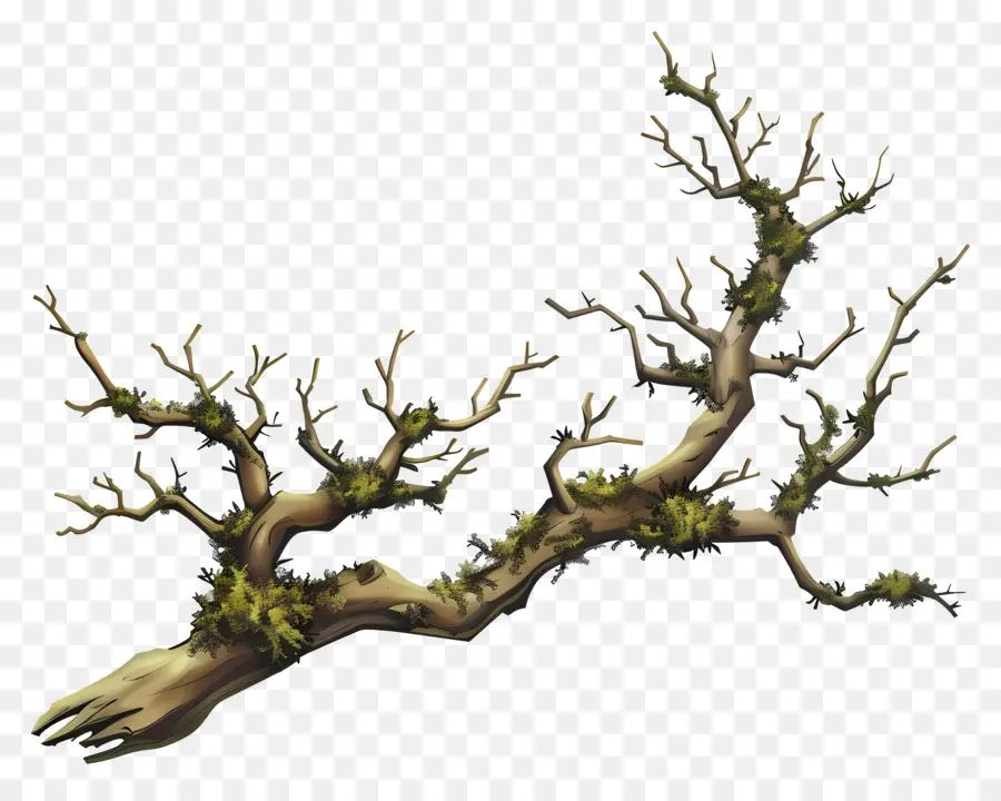 Branche，Arbre PNG