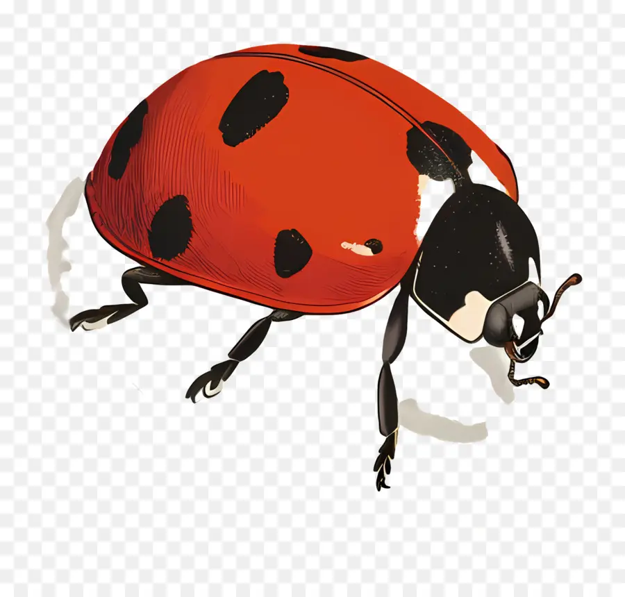 Coccinelle，Les Insectes PNG