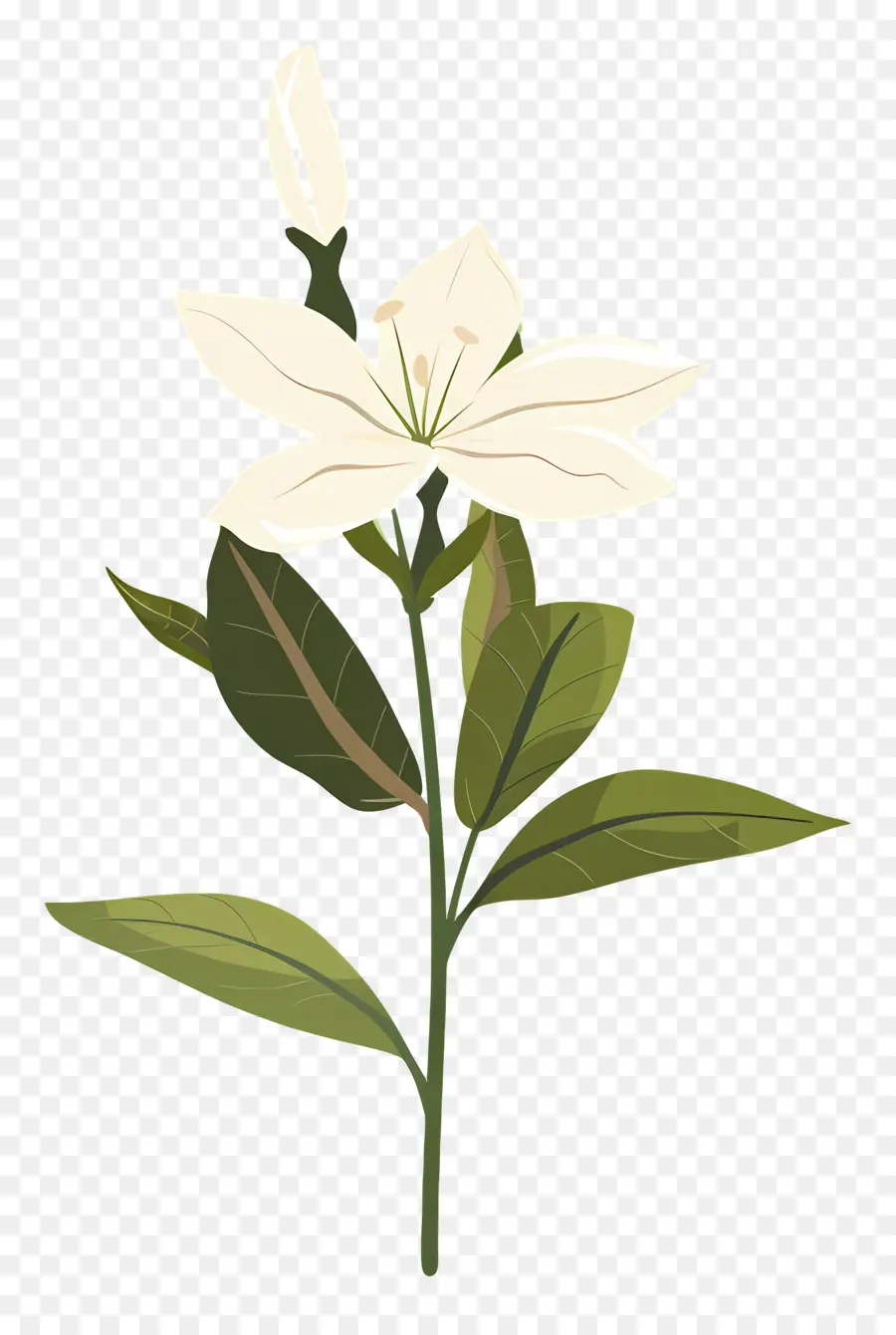 Fleur De Jasmin，Fleur Blanche PNG