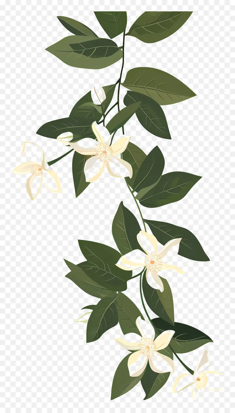 Guirlande De Jasmin，Fleur Blanche PNG