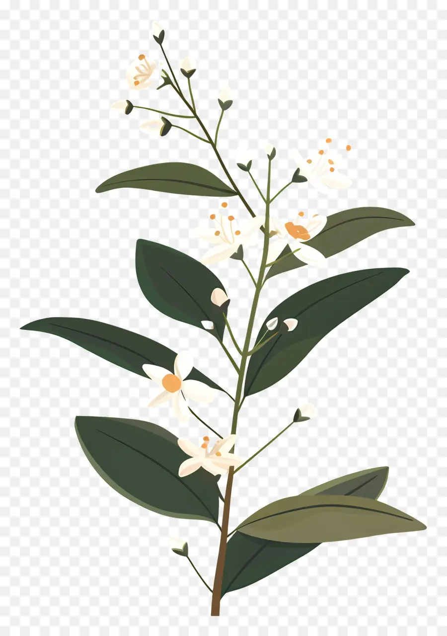 Fleur De Jasmin，Plante PNG