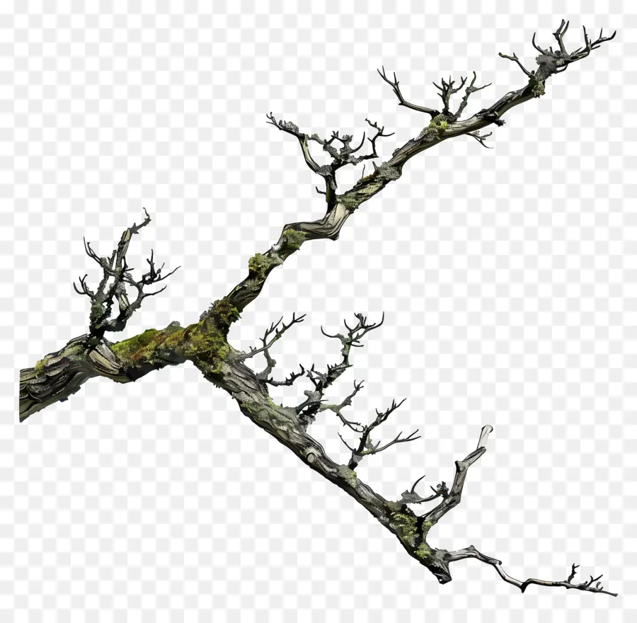 Branche，Moss PNG