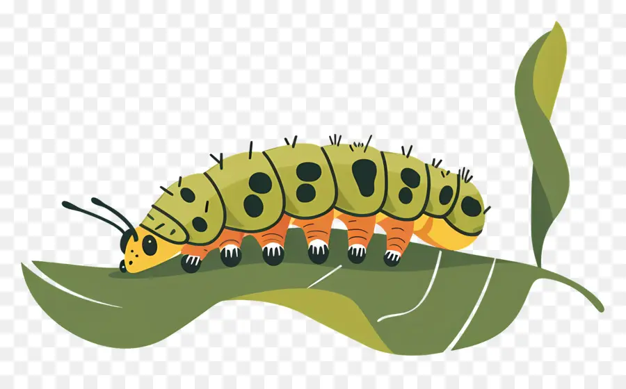 Caterpillar，La Chenille Verte PNG