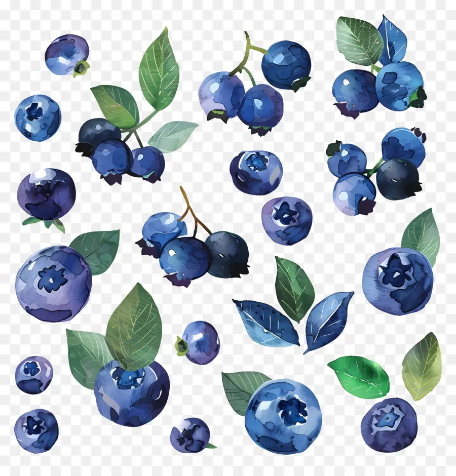 Bleuets，Peintures D'aquarelle PNG