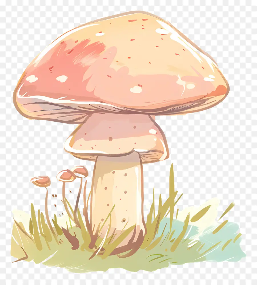 Champignon Bolet，Champignons PNG