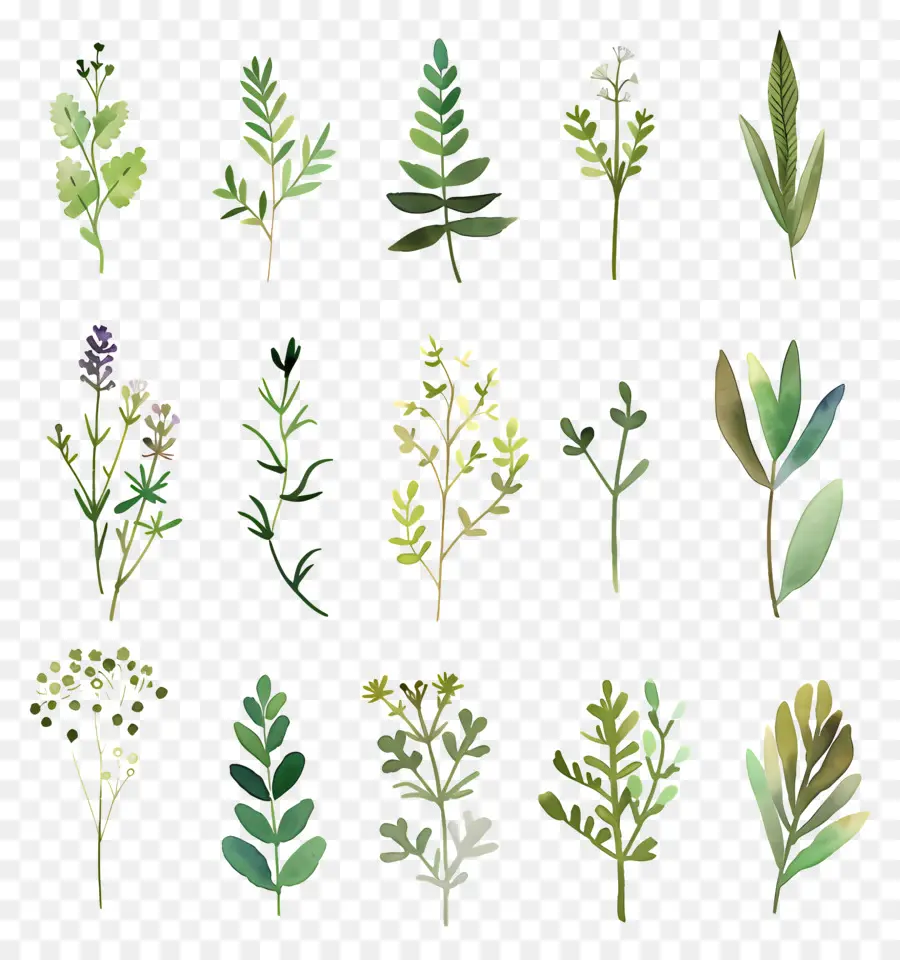 Herbes，Feuilles PNG