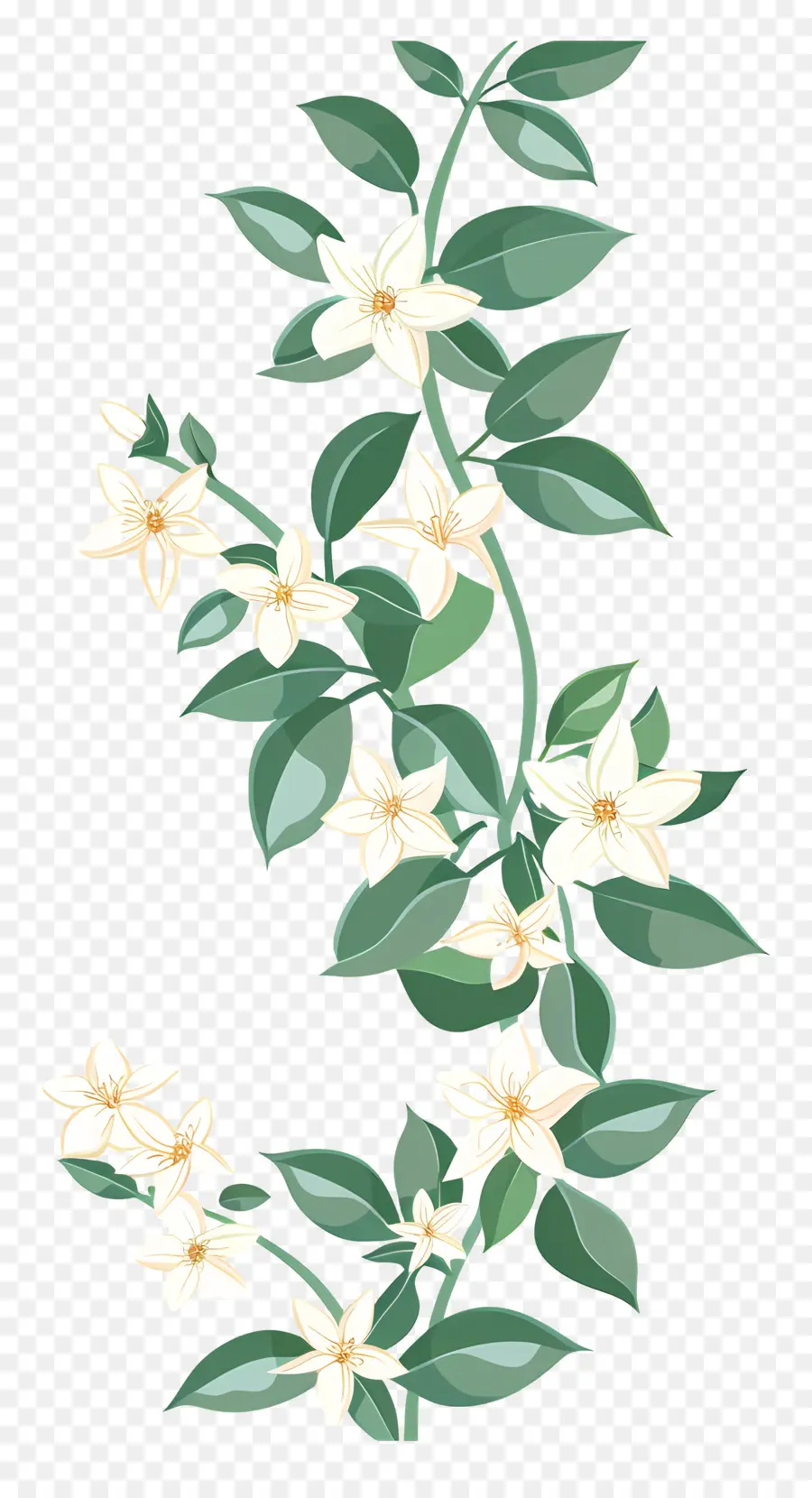 Guirlande De Jasmin，Fleurs Blanches PNG