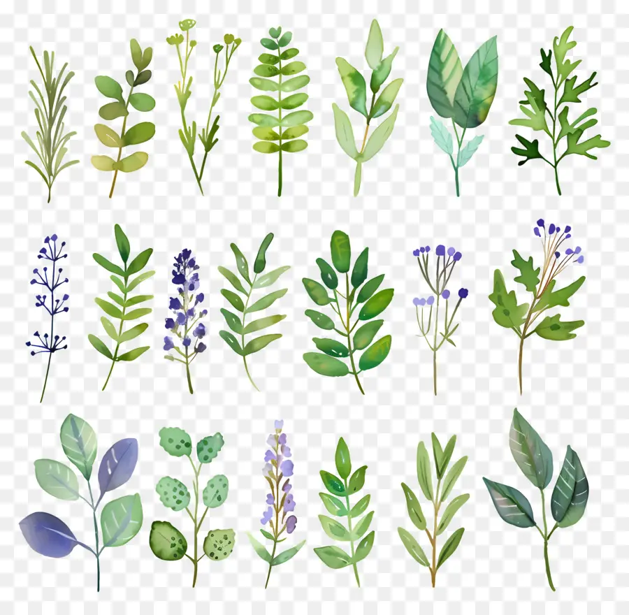 Herbes，Feuilles PNG