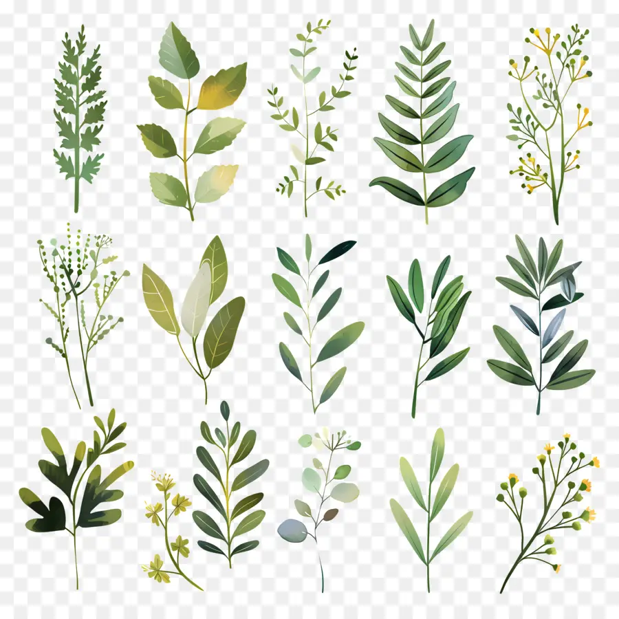 Herbes，Aquarelle Feuilles PNG