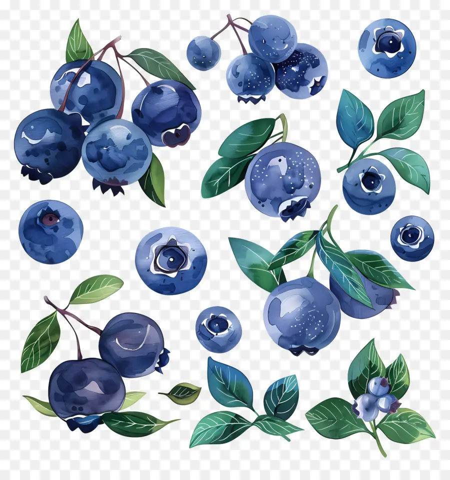 Bleuets，Des Illustrations à L'aquarelle PNG