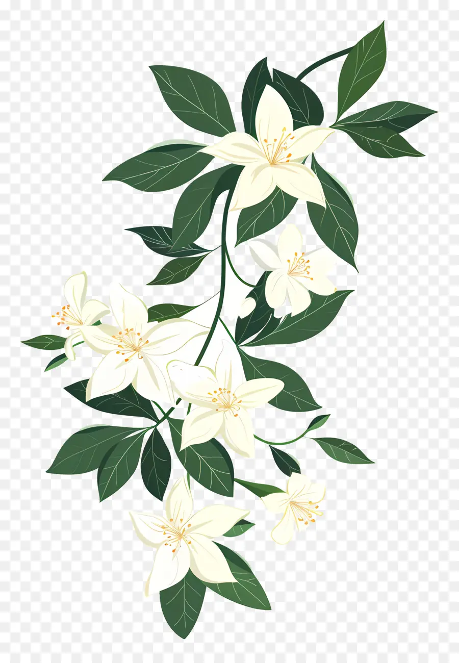 Guirlande De Jasmin，Fleur Blanche PNG