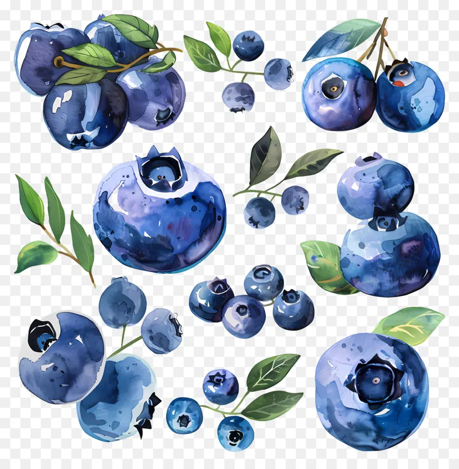 Bleuets，Les Bleuets PNG