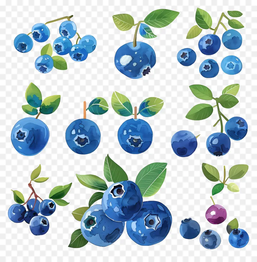 Bleuets，Les Bleuets PNG