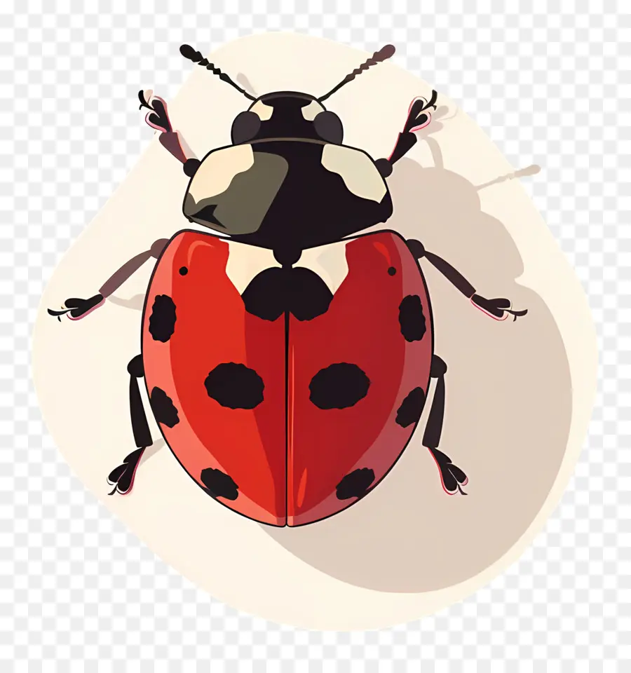 Coccinelle，Le Rouge Et Le Noir PNG