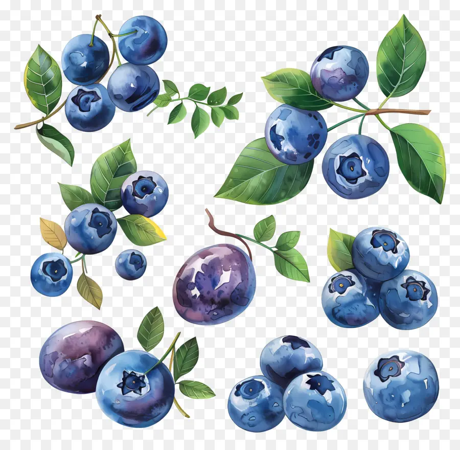 Bleuets，Peintures D'aquarelle PNG