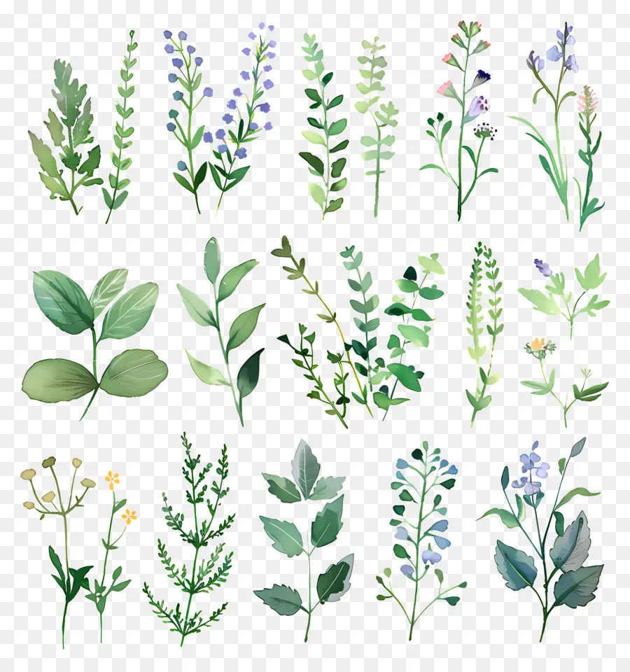 Herbes，Feuilles PNG