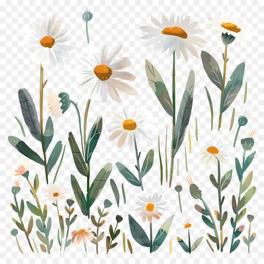 Fleur De Marguerite，Blanc Marguerites PNG