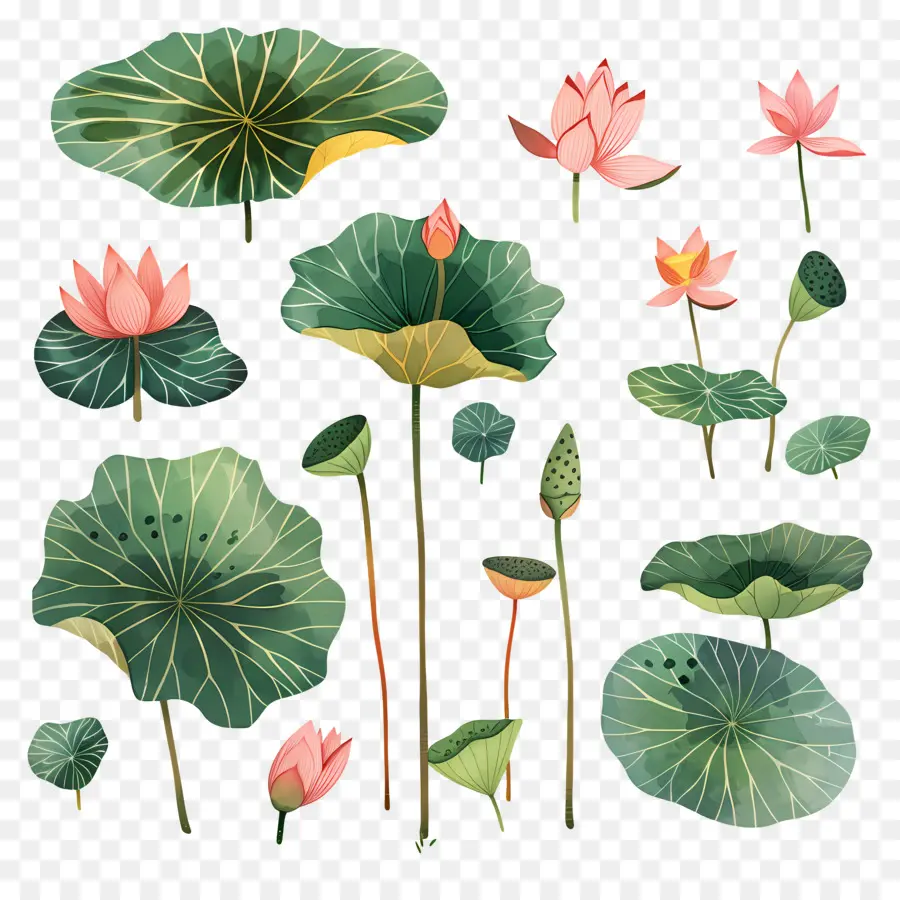 Lotus，Les Nénuphars PNG