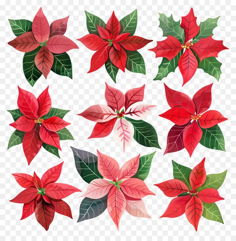 Poinsettia，Rouge PNG