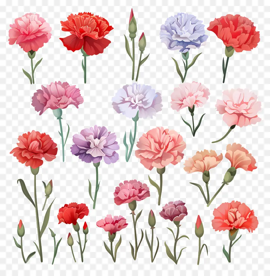 œillets，Oeillet Fleurs PNG