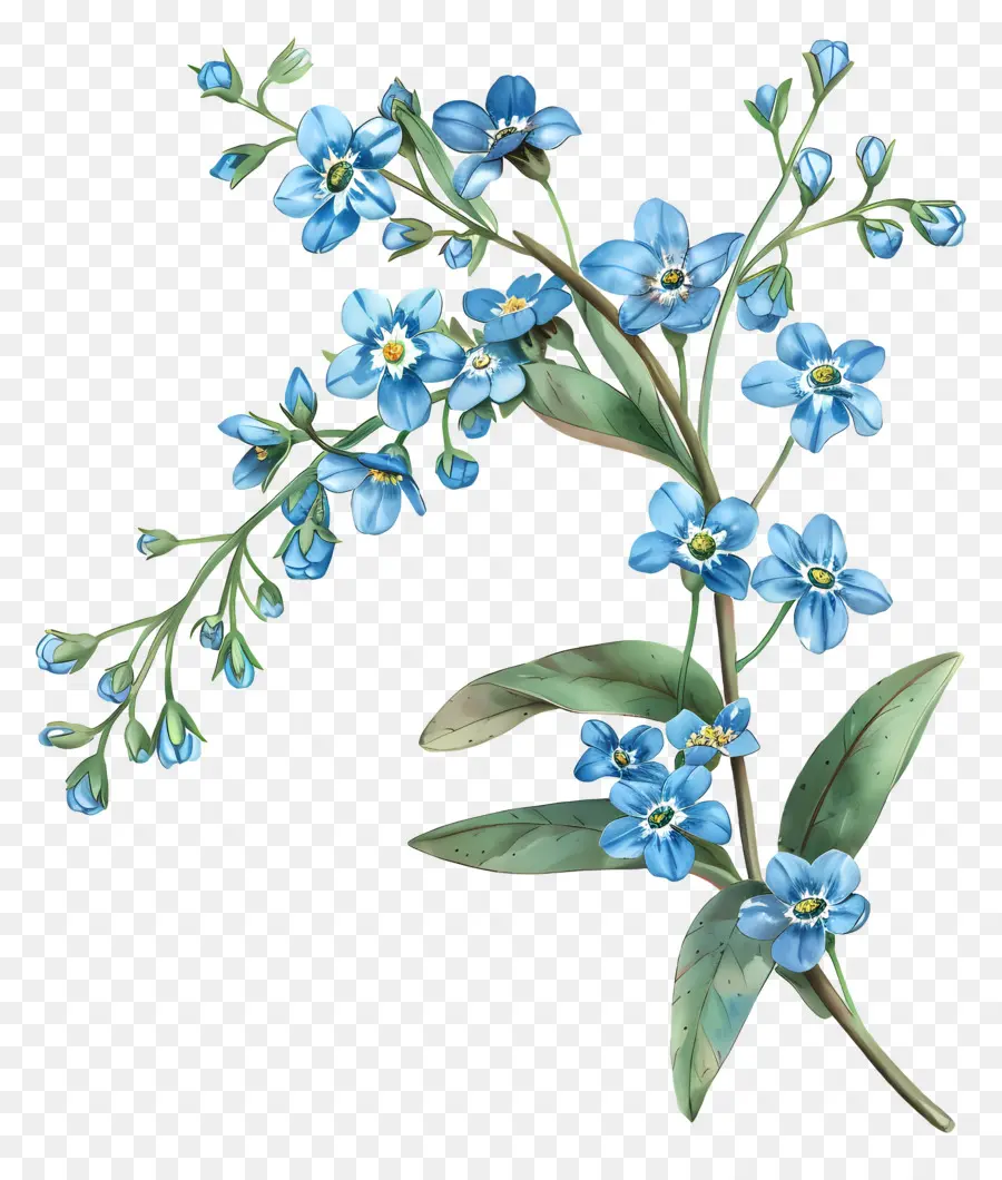 Fleurs Bleues，Forgetmenot PNG