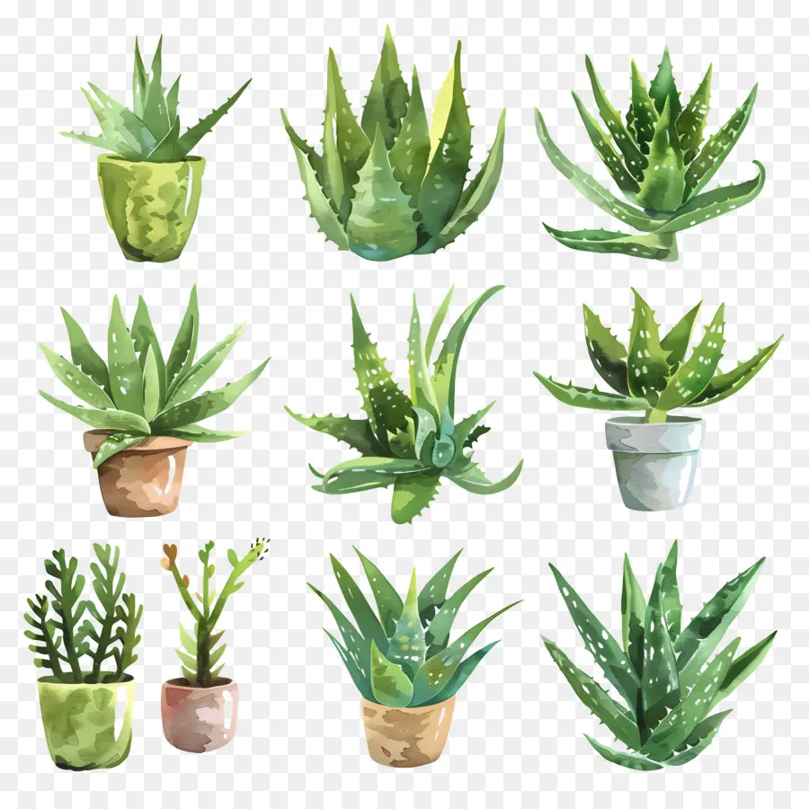 L'aloe Vera，Les Plantes PNG