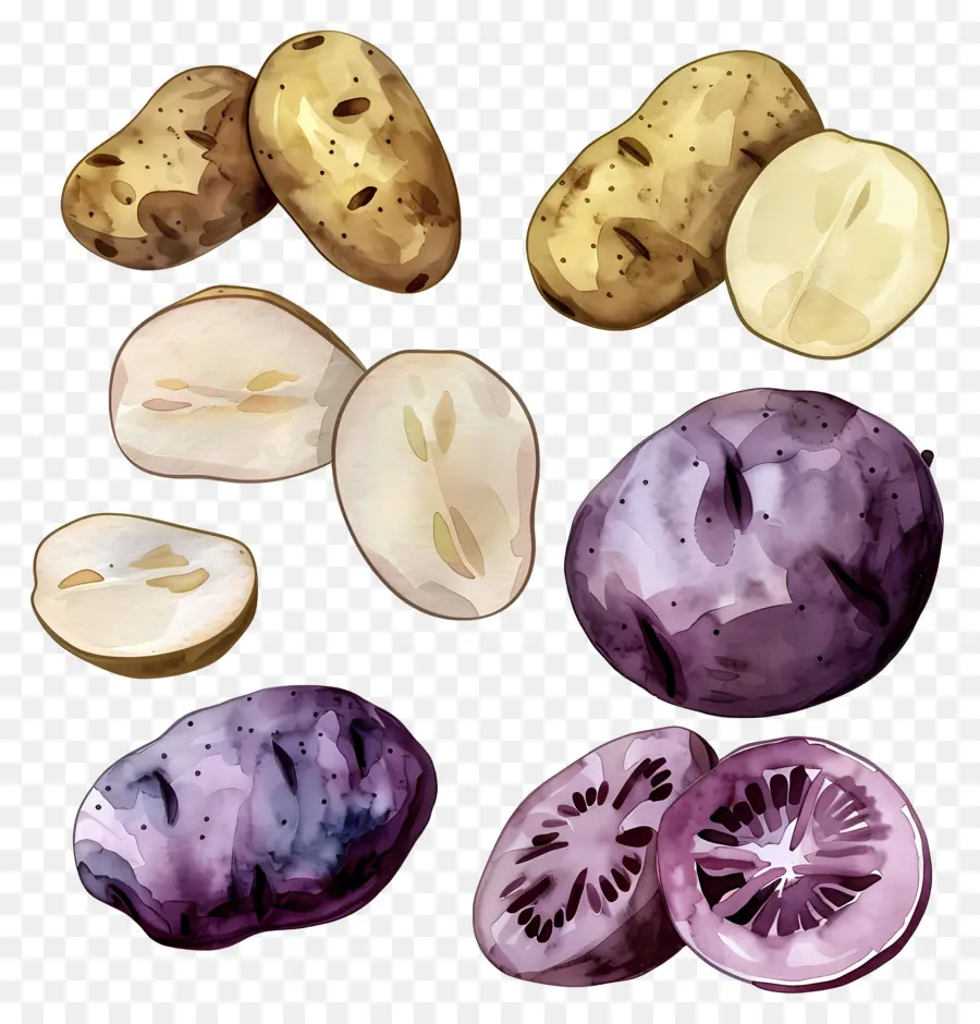 Pommes De Terre，Peinture à L'aquarelle PNG