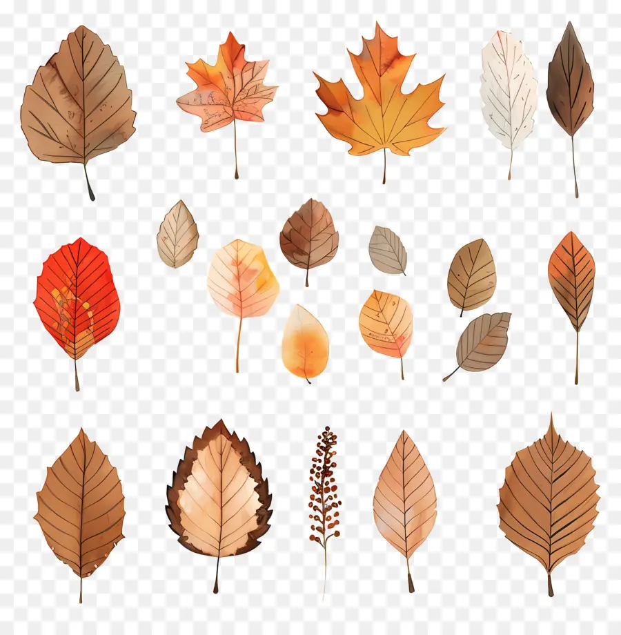 Les Feuilles Mortes，Feuilles PNG