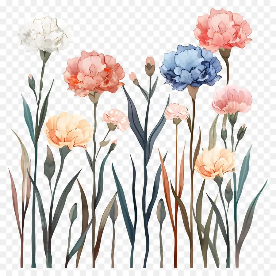 œillets，Fleurs PNG