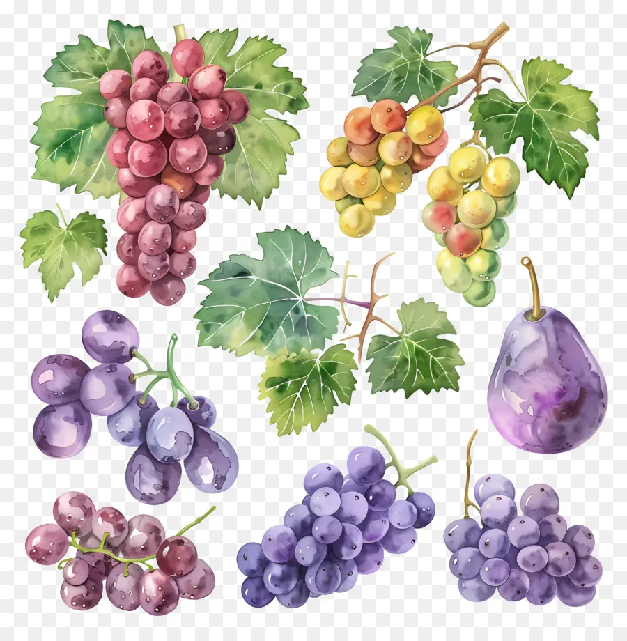 Raisins，Aquarelle Raisins PNG