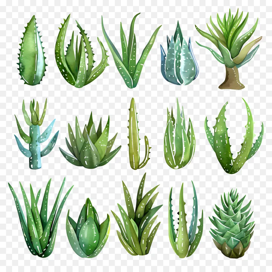 L'aloe Vera，Succulent PNG