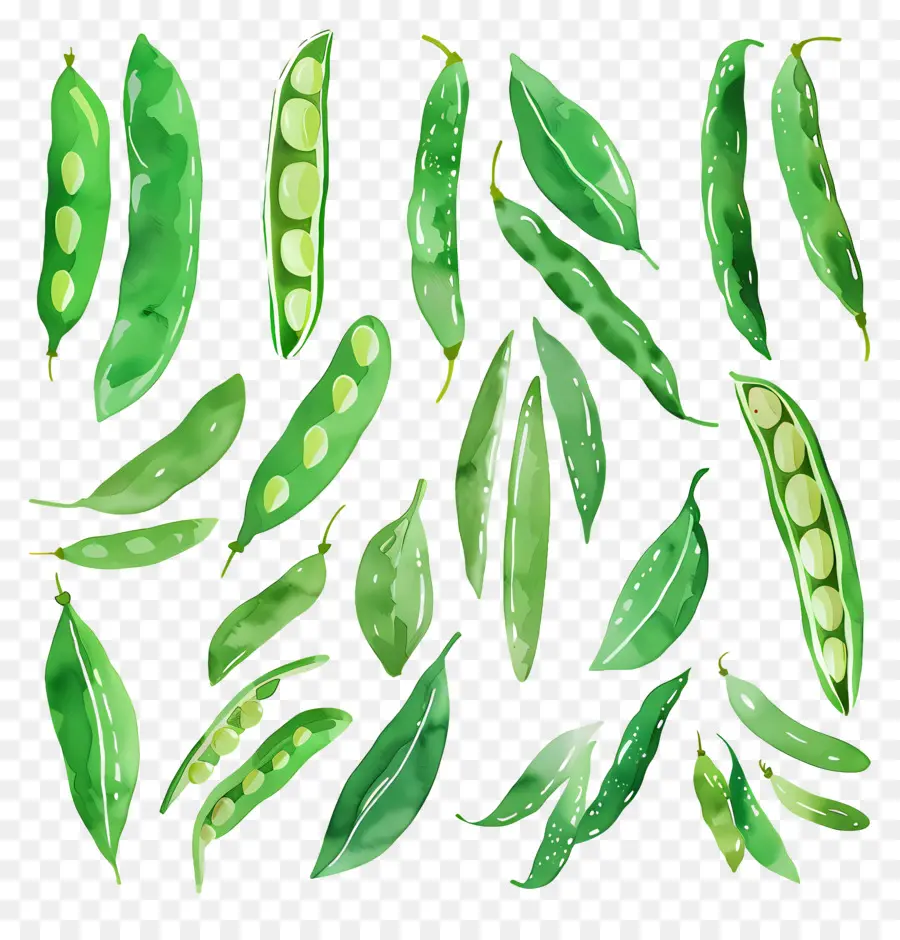 Haricots Verts，Peinture à L'aquarelle PNG