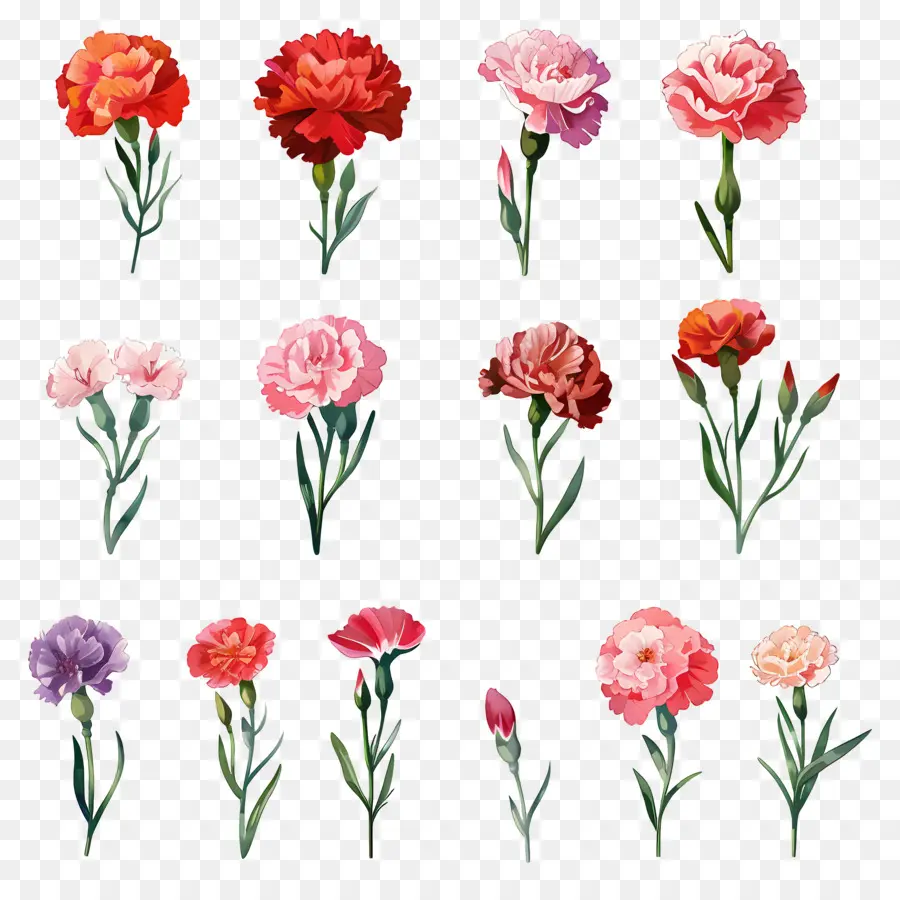 Oeillets，Fleurs PNG