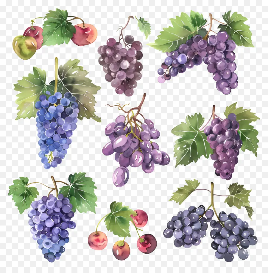 Raisins，Vigne PNG