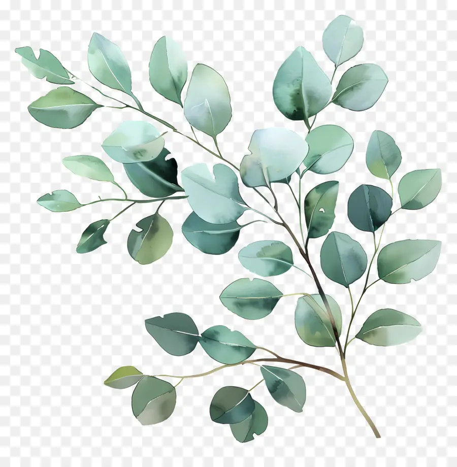 Branche D'eucalyptus，Les Feuilles D'eucalyptus PNG