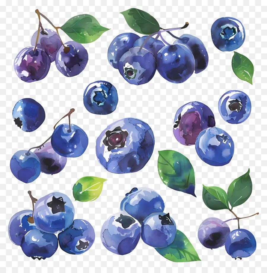 Bleuets，Les Bleuets PNG