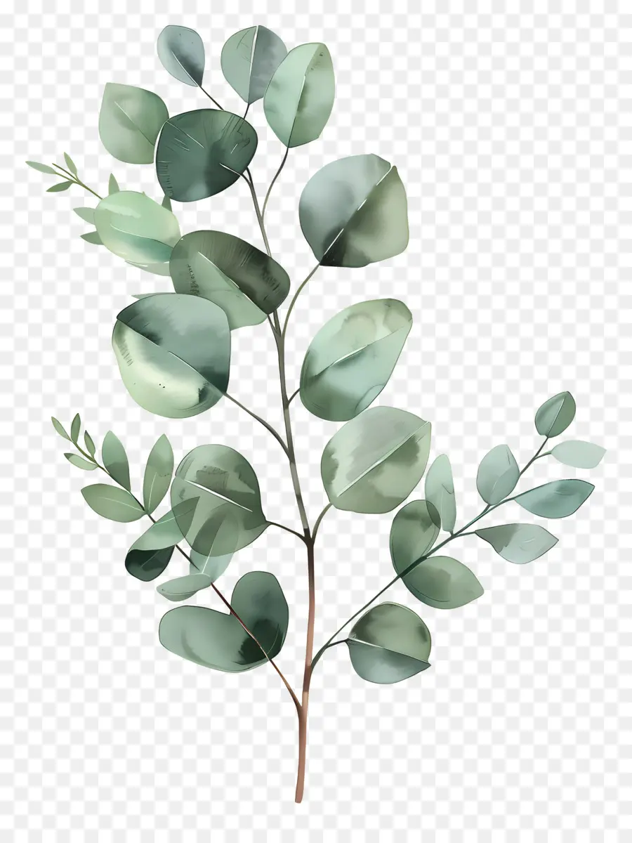 Branche D'eucalyptus，Branche PNG