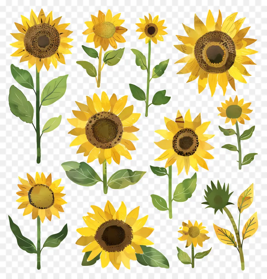 Tournesols，Pétales Jaune Vif PNG