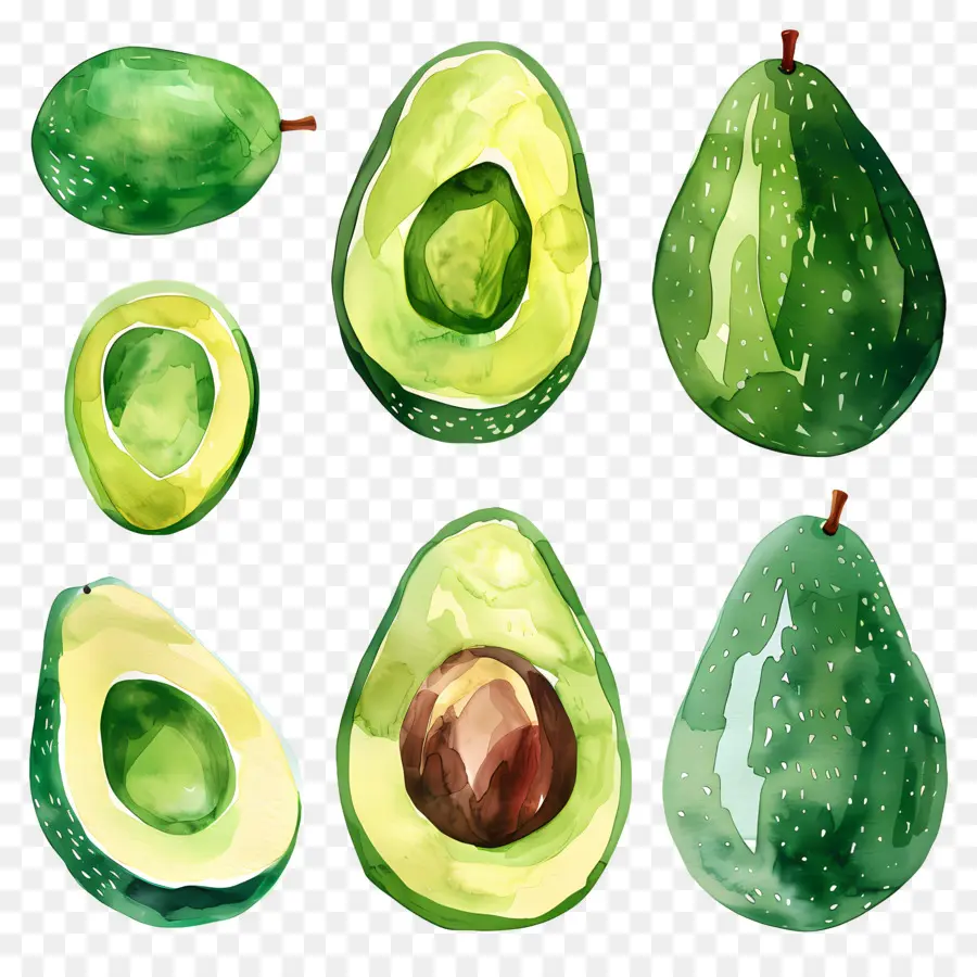 L'avocat，Aquarelle PNG