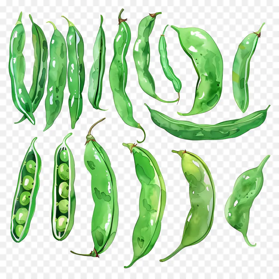 Haricots Verts，Les Petits Pois PNG